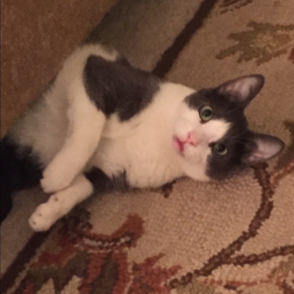 Cuteness to View
